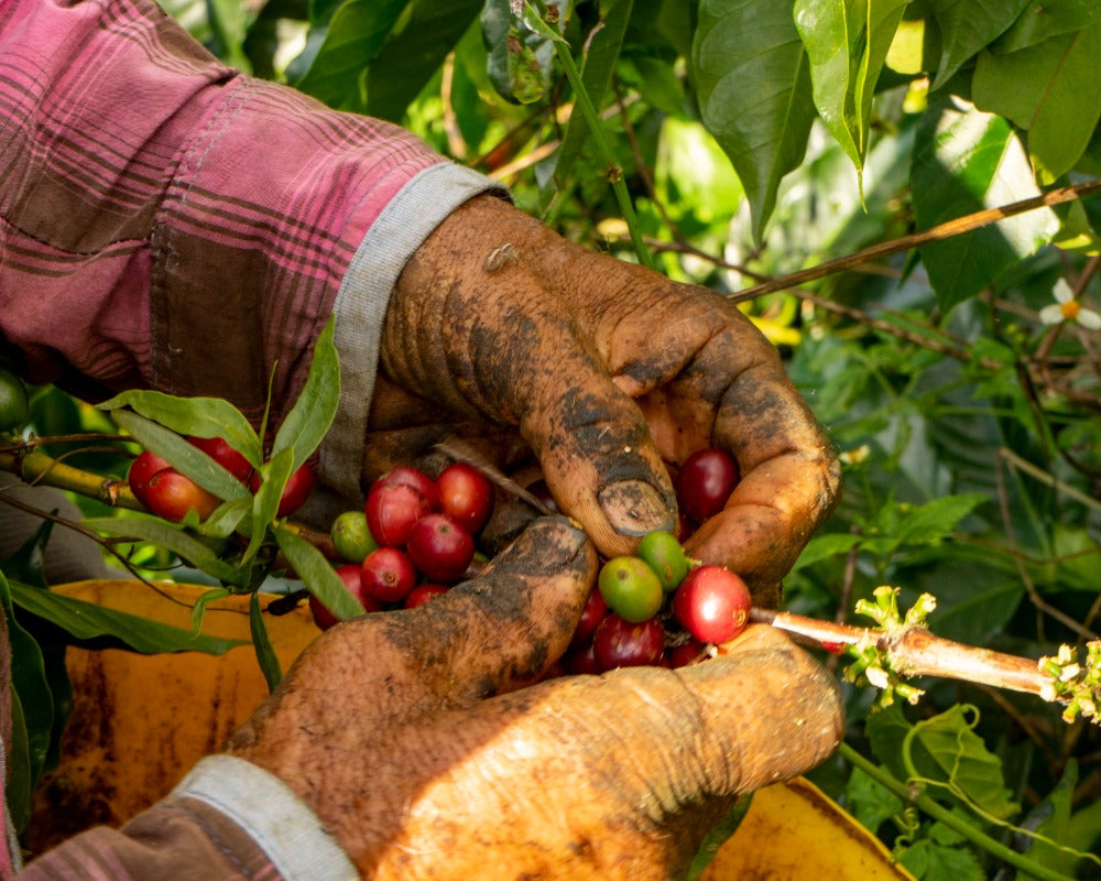 Arabica and Robusta Coffee Beans Different Coffee Types