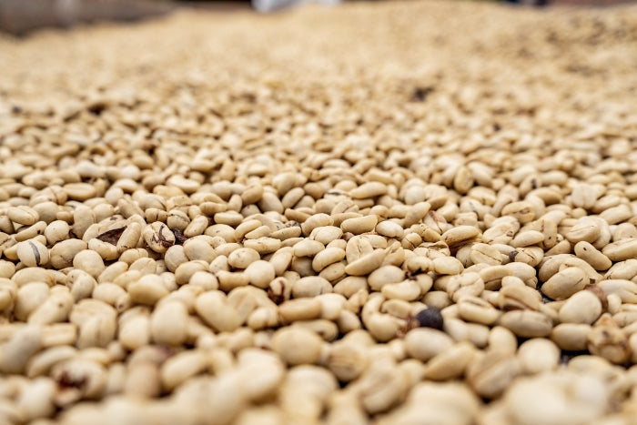 Closeup of beans drying on patio in Colombian coffee triangle