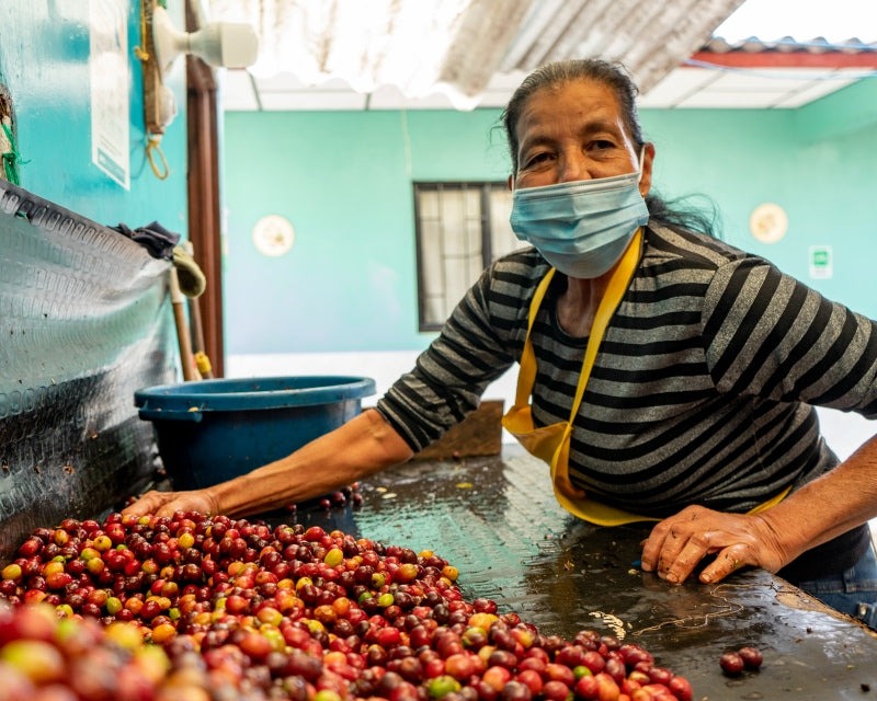 The coffee cherry processing stage of coffee traceability journey