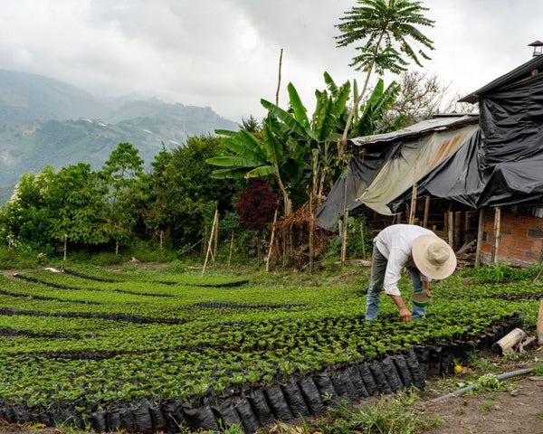 A coffee farmer in Colombia planting coffee seeds at start of the coffee supply chain