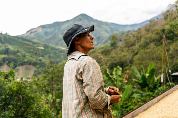 Coffee farmer in hat on his plantation holding Colombian coffee beans