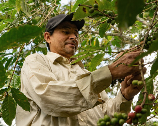 Coffee Flavours by Country: How Does Location Affect Flavour?