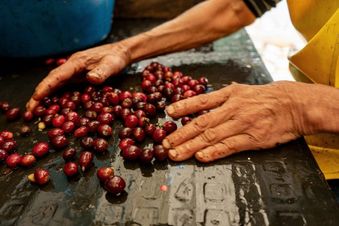 Coffee producer sorting harvested batch of arabica coffee beans