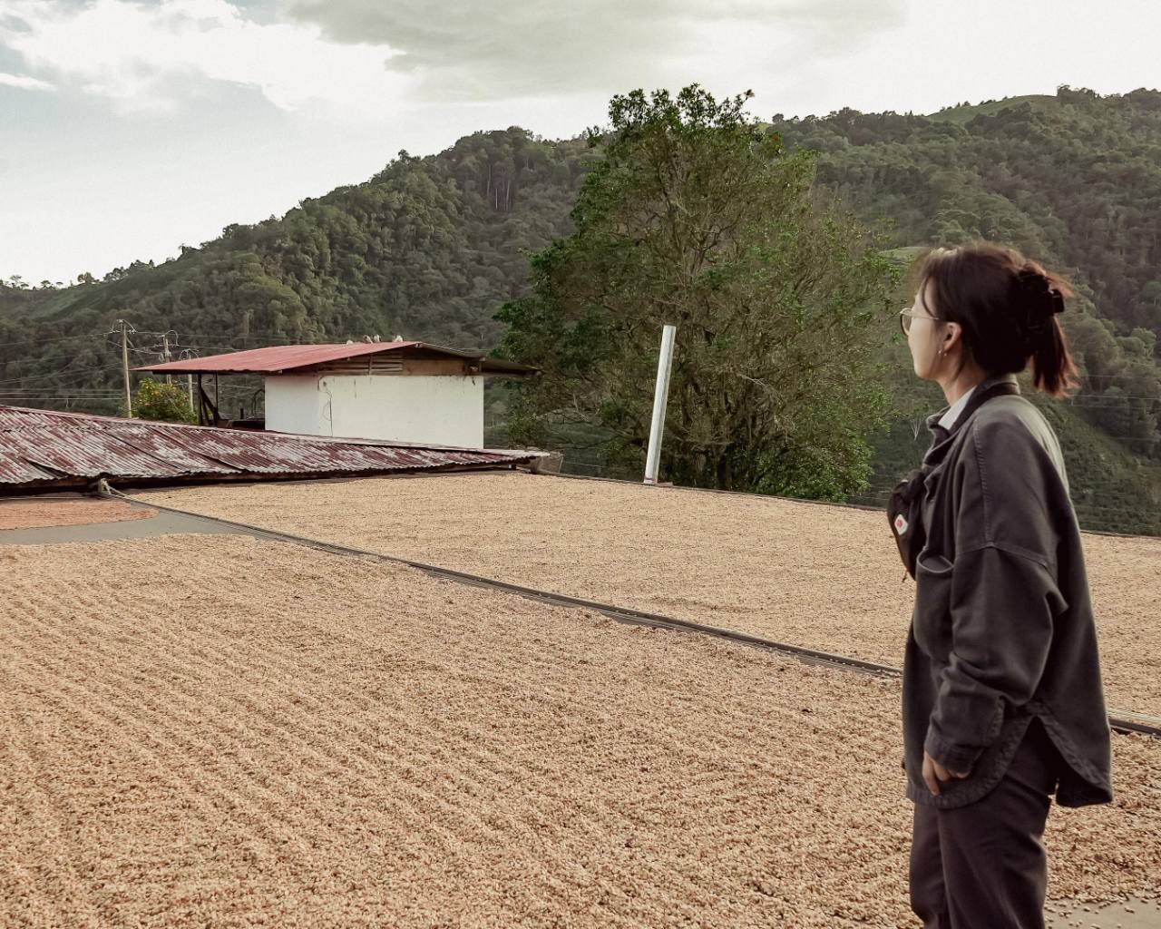 Coffee roaster observing drying practices on Colombian coffee farm amid climate change concerns