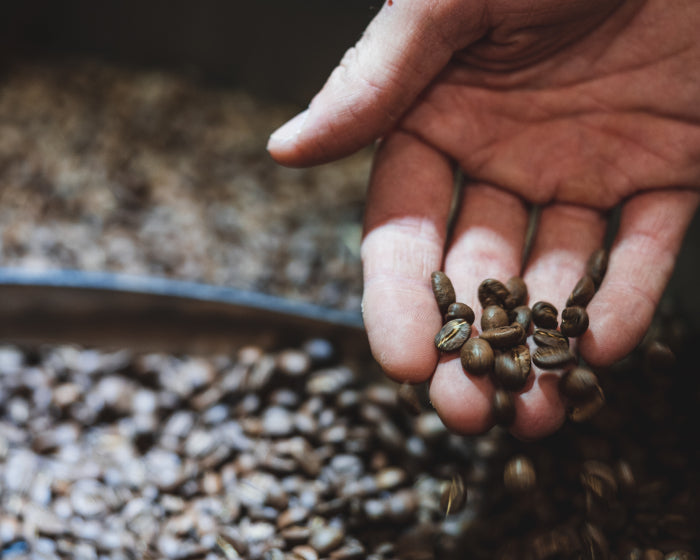 Coffee roaster testing some third wave coffee beans