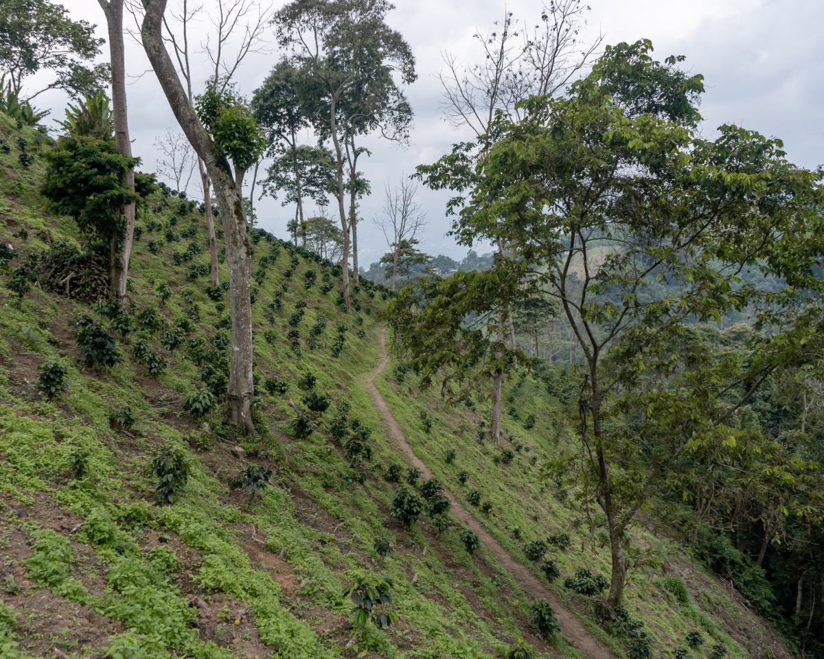 Coffee trees and landscape of colombian specialty coffee origin