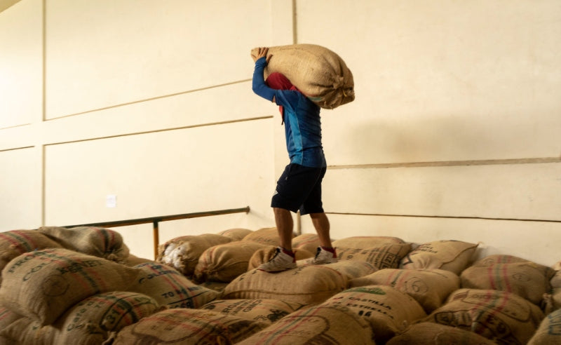 Colombian coffee beans being stored and prepared for export after coffee processing phase