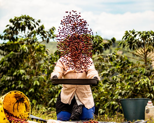 Colombian coffee facts everything you need to know hero image