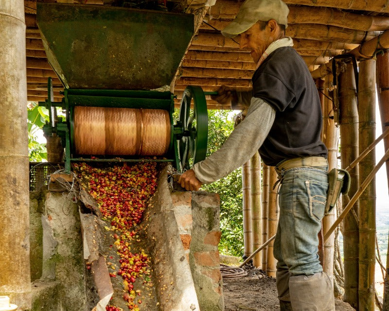 Colombian coffee farmer depulping cherries before the coffee processing stage