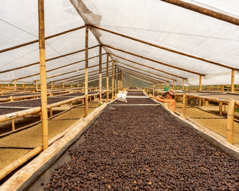 Colombian coffee farmer drying coffee cherries with natural process during coffee processing phase