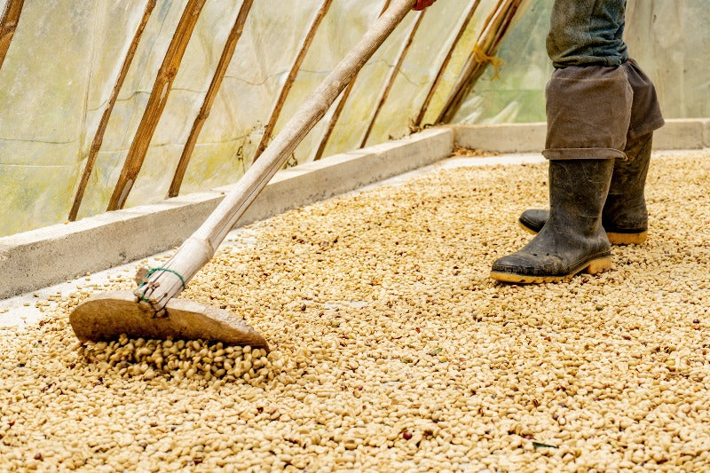 Colombian coffee farmer drying coffee on outdoor drying beds