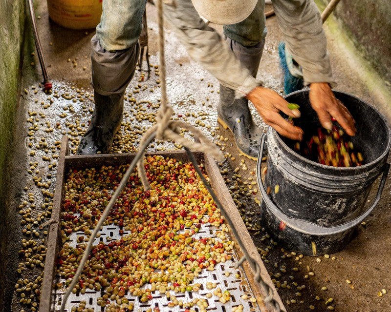 Colombian coffee farmer drying single origin coffee cherries before washed process method