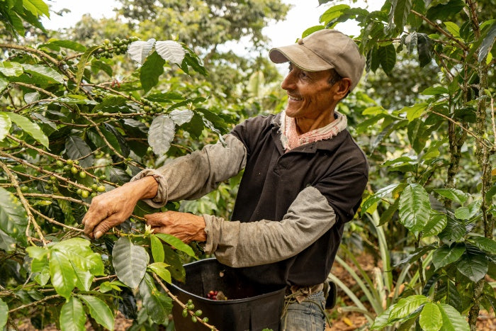 Colombian coffee farmer picking specialty cherries from tree during harvest season