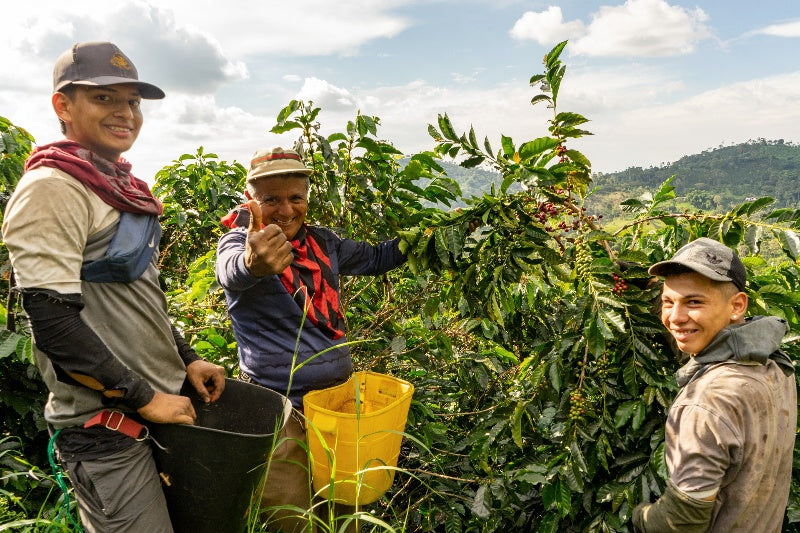 Colombian coffee farmers picking coffee beans contributing to the cost of coffee