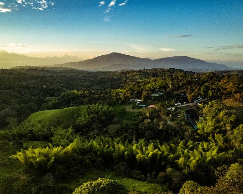Colombian coffee landscape