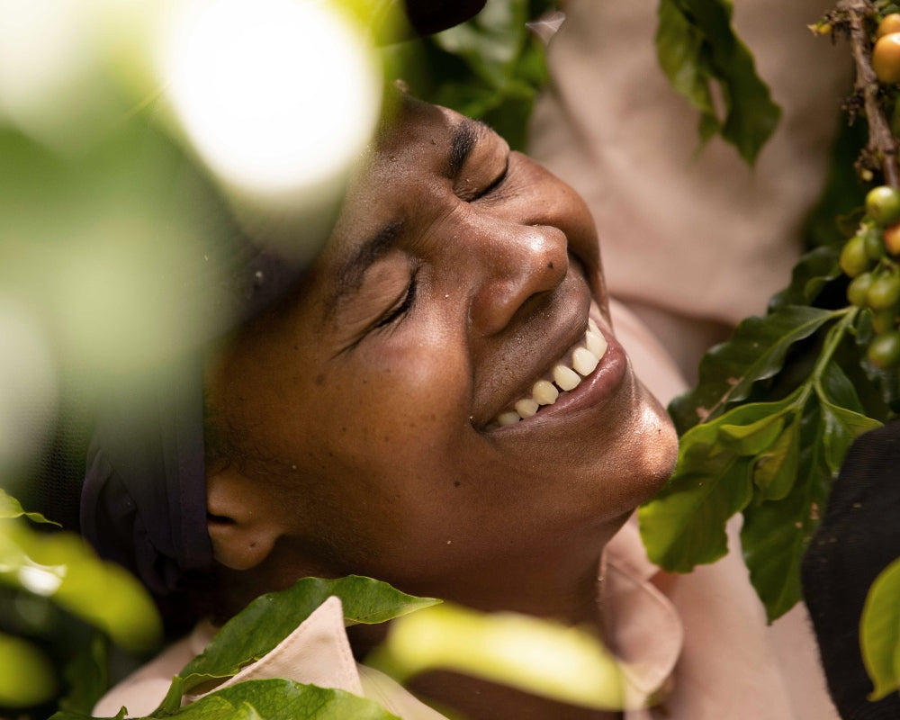 Colombian coffee picker harvesting beans for Hermanos coffee subscription box