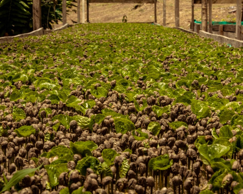 Colombian coffee plant varietals