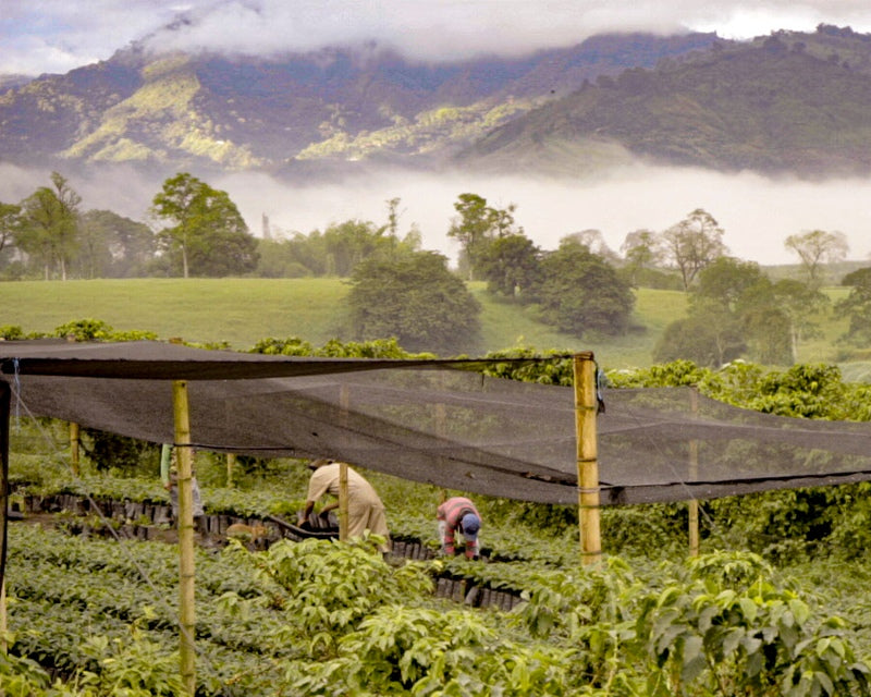 Colombian farmers harvesting coffee traceability journey