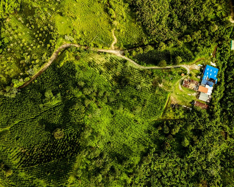 Colombian coffee farm landscape