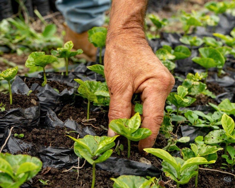Farmer of Colombian coffee cooperative planting coffee plant
