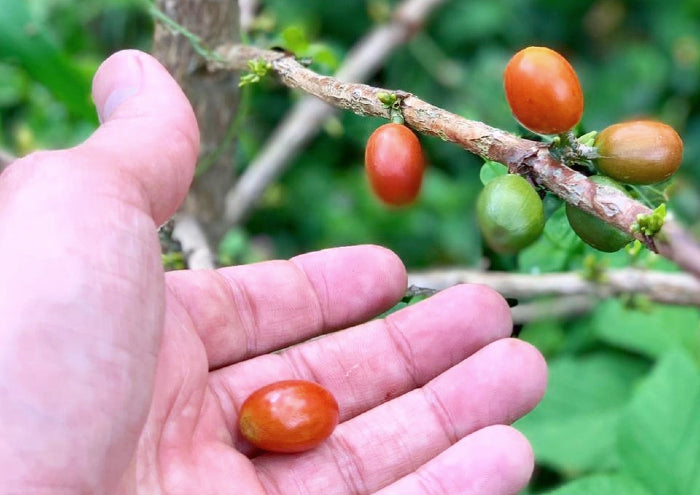Farmer picking single origin coffee beans in Colombia