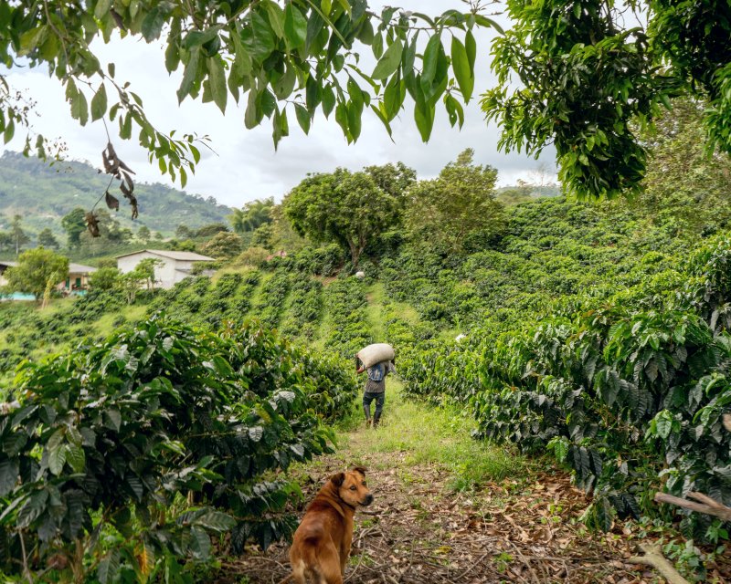 Farmer walking in this field of coffee trees within coffee cooperative