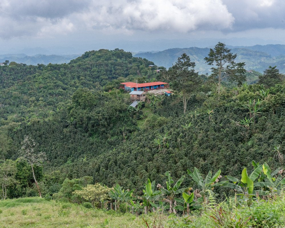 Finca El Vergel amidst Colombian landscape and specialty coffee farm