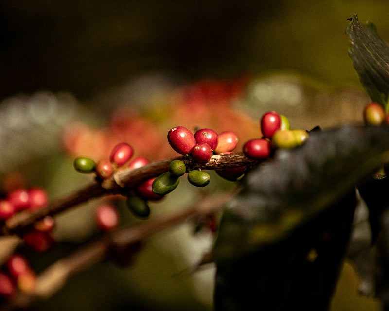 Fundamentals of African coffee