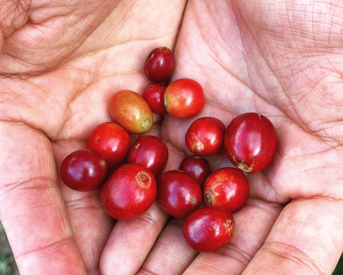 A handful of red and delicious Colombian coffee beans
