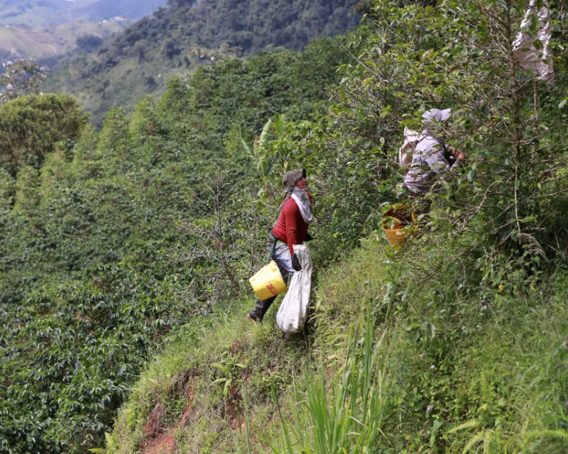 Hermanos Coffee Roasters Colombia trip final thoughts