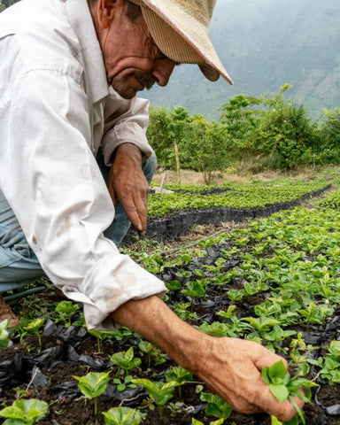 Hermanos Colombian coffee farmer in Villa Maria 5