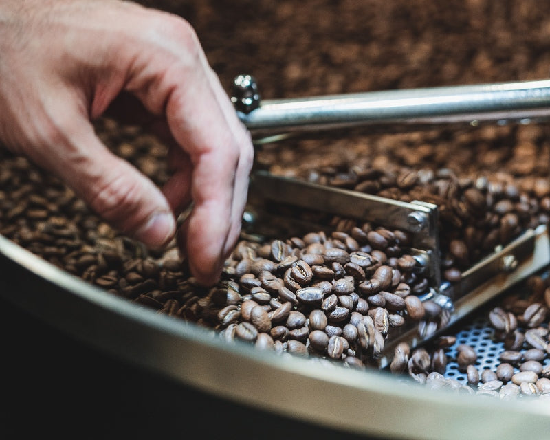 Hermanos roaster adjusting process of high altitude coffee beans to improve coffee flavour