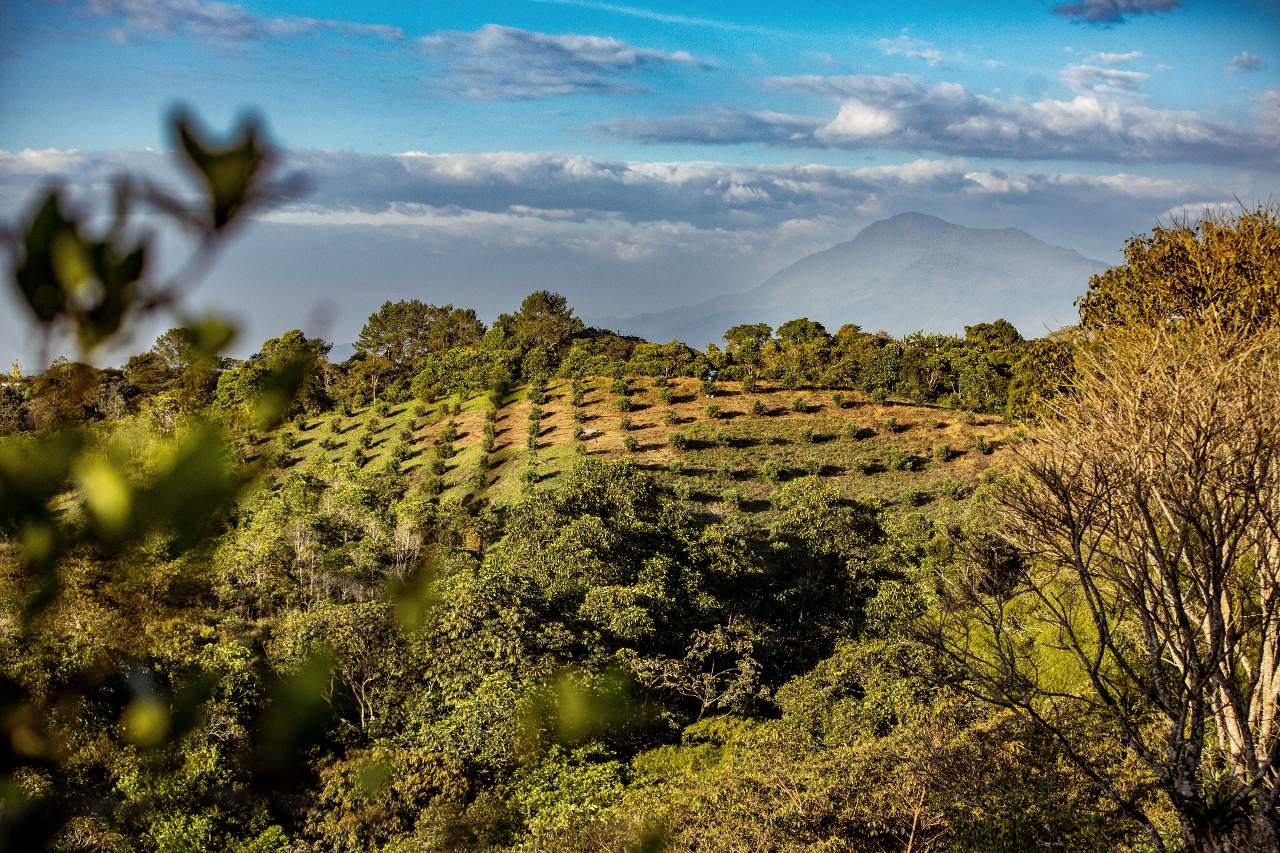 Higher Colombian altitudes offering more protection from climate change