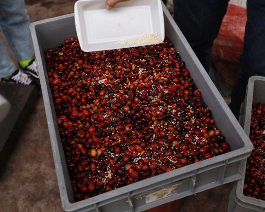 Innovation in the coffee industry: koji method hero image