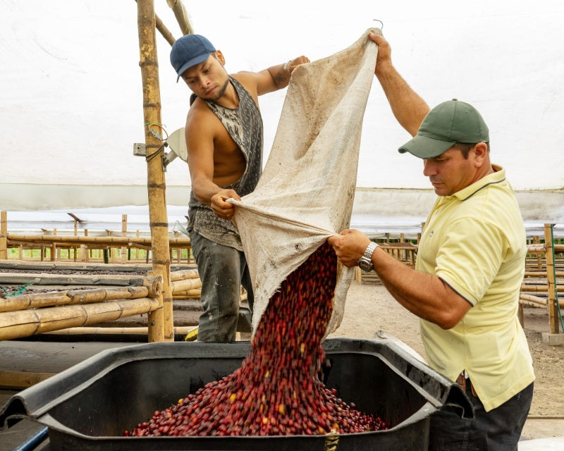 Members of a Colombian coffee cooperative processing beans and coop station