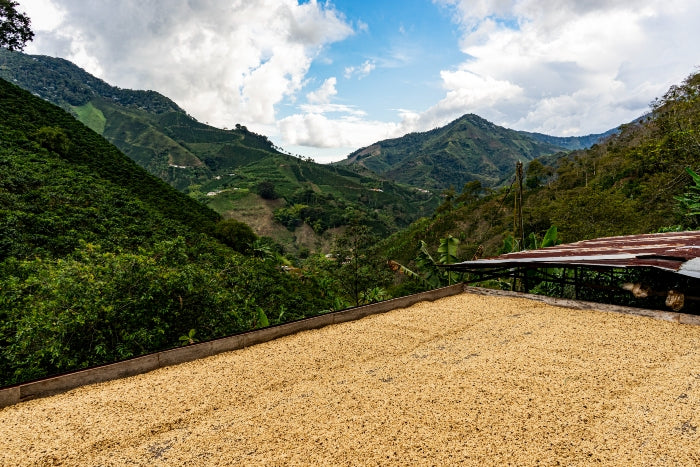 Photograph of Colombian coffee beans drying in the sun on farm