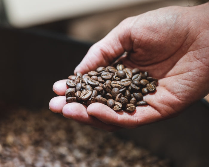 Roaster holding fresh coffee beans just after roasting process before retail