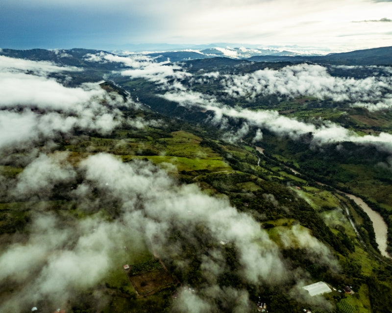 The role of the environment in coffee production