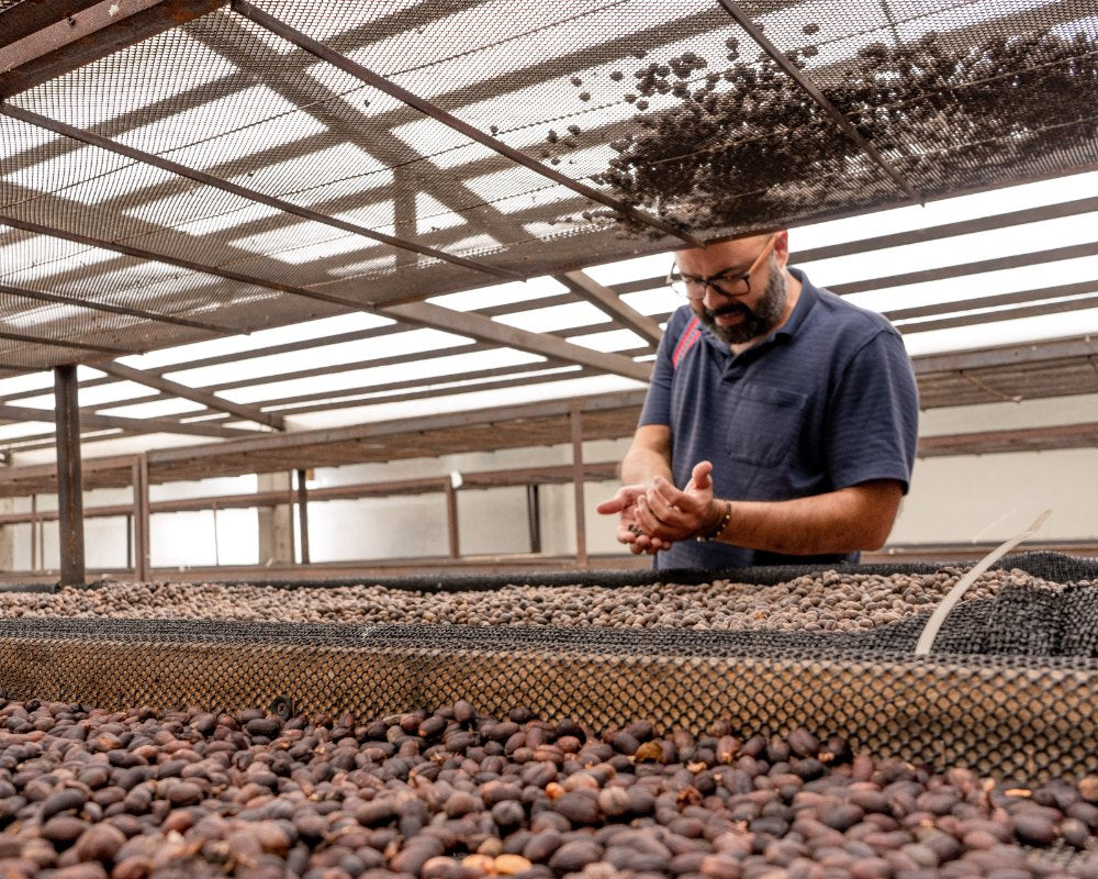 Santiago assessing specialty coffee drying processes at FInca El Vergel