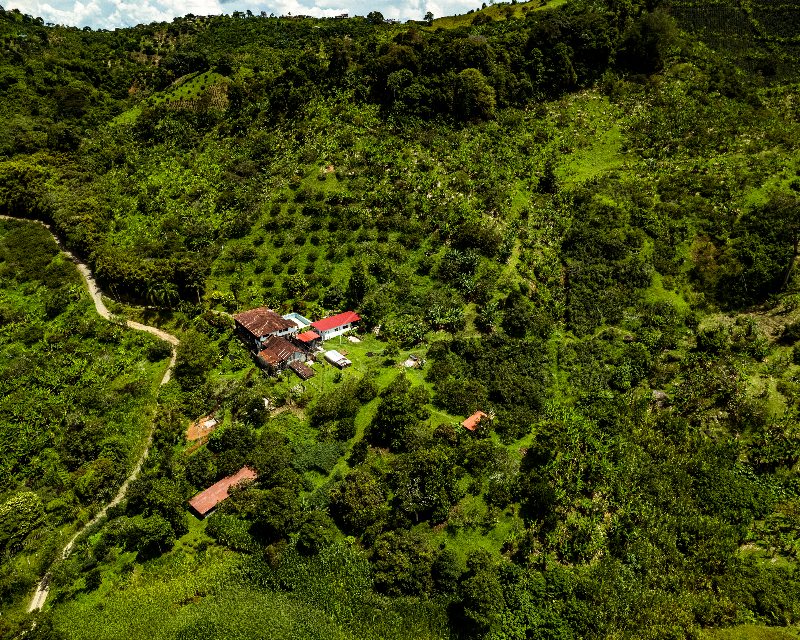 Similarities and differences between African and Colombian coffee