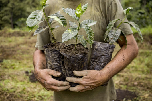 Specialty vs. Commodity Coffee: What’s the Difference? Hero Image