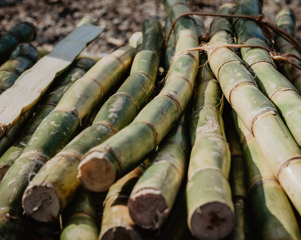 Sugar cane used to make Colombian decaf coffee beans