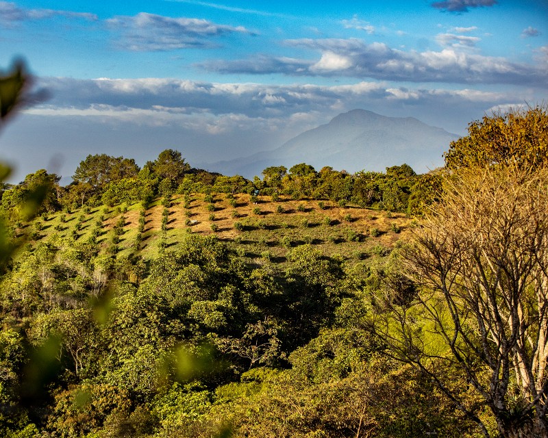 Sustainability in the Colombian Coffee Federation