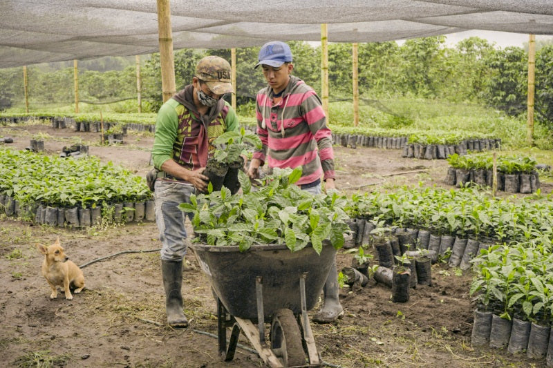 Two farmers working at a Colombian specialty coffee farm