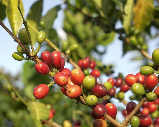 What are the key differences between Colombian coffee and Brazilian coffee hero image