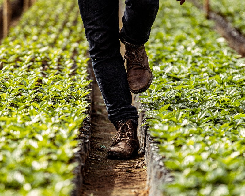 Why the Colombian Coffee Federation is important