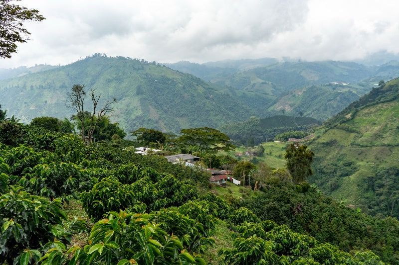A bag of Hermanos Colombian coffee beans produced at high altitudes with unique fruity and acidic coffee flavour