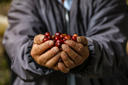 A Coffee Varietal Guide